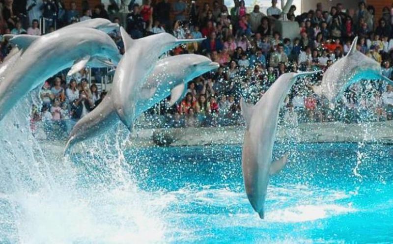 Prohíben delfinarios en la Ciudad de México