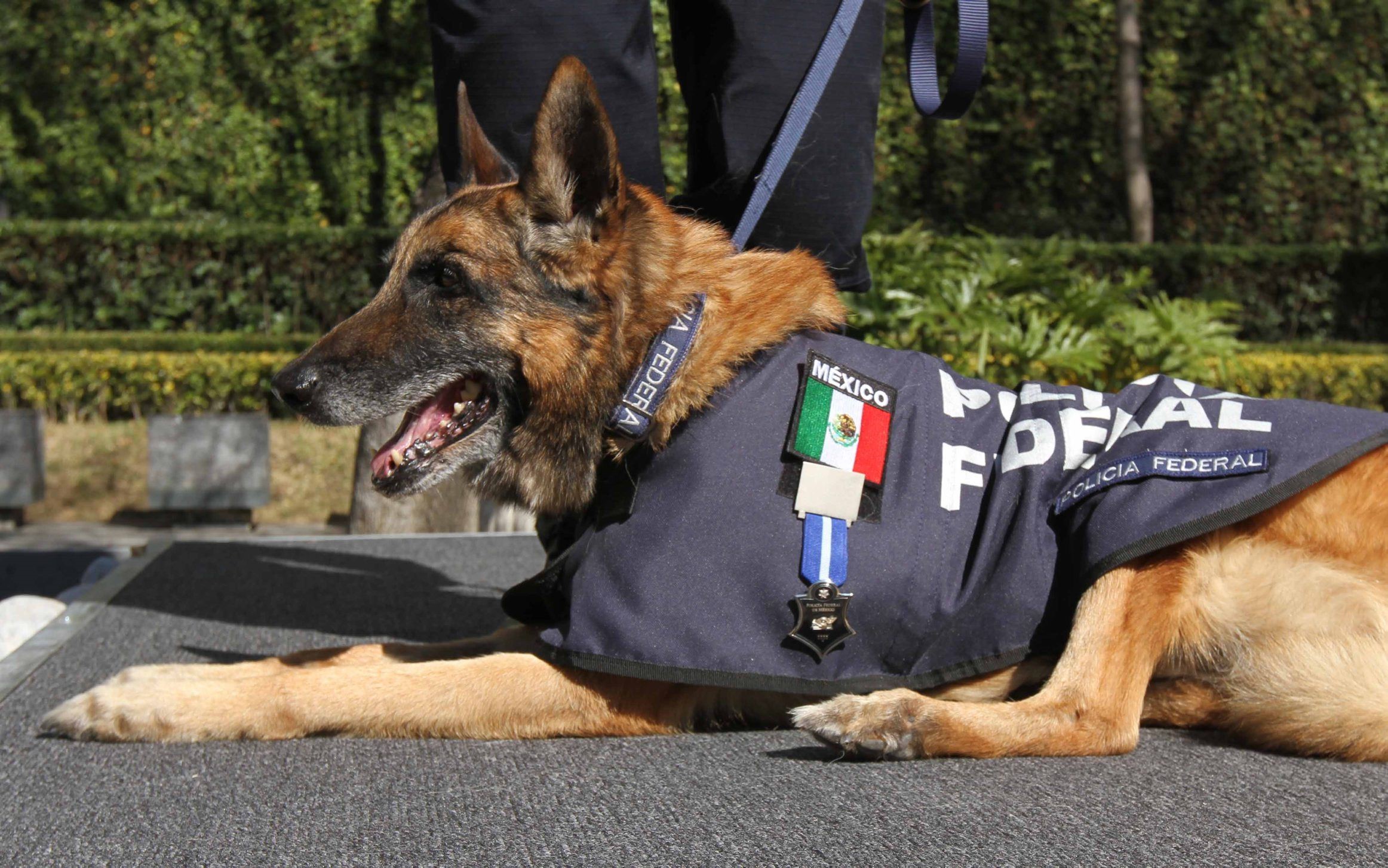La Policía Federal posee 216 perros entrenados que todos los días operan contra el narcotráfico en aeropuertos, terminales y aduanas. También cuenta con ejemplares para el rescate de personas o hallazgo de cadáveres.