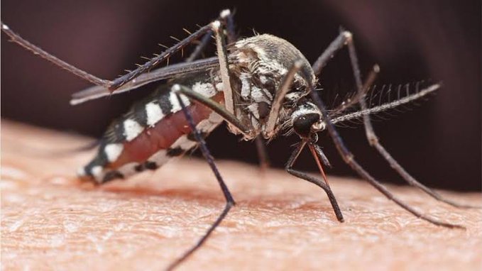 Aumentan 312% casos de dengue en el país